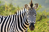 Zebra, Natal Lion Park, Pietermaritzburg, KwaZulu-Natal, South Africa