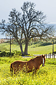 Horse. Tarifa, Cadiz, Andalusia, Spain, Europe.