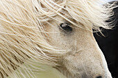 Close-up of Icelandic Horse - Iceland.