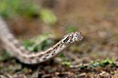 Great Plains Rat Snake (Pantherophis emoryi) - Camp Lula Sams, Brownsville, Texas, USA.