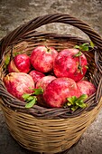 A basket with pomegranates at Pournaria village. Arcadia, Peloponnese, Greece.