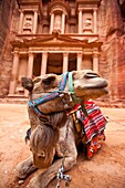 Camel resting outside the Treasury (Al-Khazneh), Petra.