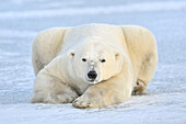 Polar bear (Ursus maritimus) lying on pack-ice.