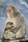 Japanese macaque (Macaca fuscata) mother holding her baby sitting beside a Hotspring.