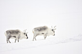 Two Reindeer (Rangifer tarandus) walking through snowy landscape, Spitsbergen (Svalbard).