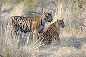 Bengal Tiger (Pantera tigris tigris) couple, male and female, in courtship for mating, Ranthambhore national park, Rajastan, India.