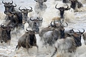 Herd of Blue Wildebeest (Connochaetes taurinus) crossing the Mara River with motion blur, Serengeti national park, Tanzania.