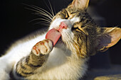 Domestic cat licking its paw.