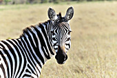 Face and head of a Zebra, Equus burchelli, Masai Mara, Kenya.