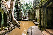 Tourists watching the giant tree roots (Tetrameles nudiflora) over a building at Ta Prohm temple, built in the Bayon style largely in the late 12th and early 13th centuries and originally called Rajavihara. Angkor Archaeological Park, Siem Reap Province, 