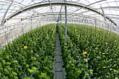 'Vegetable production in the Belgorod region. Company ''Greenhouses Belogoriya.''.'