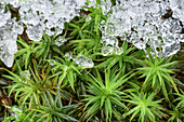 Moss with ice, Upper Bavaria, Bavaria, Germany