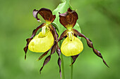 Zwei blühende Orchideen, Frauenschuh, Cypripedium calceolus, Jachenau, Oberbayern, Bayern, Deutschland