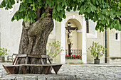 Alter Kastanienbaum mit Sitzbank vor Kirche in Spitz, Spitz an der Donau, Wachau, Donauradweg, UNESCO Weltkulturerbe Wachau, Niederösterreich, Österreich