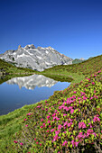 Frau und Mann wandern an Bergsee, blühende Alpenrosen im Vordergrund, Drei Türme und Drusenfluh im Hintergrund, Rätikon, Vorarlberg, Österreich