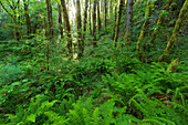 Ruckel Creek, Columbia River Gorge, Oregon, USA