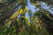 Redwood Baumkronen, Jedediah Smith Redwood State Park, Kalifornien, USA