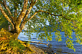 Baum am Ufer vom Lake Crescent, Olympic National Park, Washington, USA