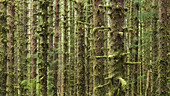 Moos auf Fichten im Hoh Rainforest, Olympic National Park, Washington, USA