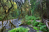 Barnes Creek, Olympic National Park, Washington, USA