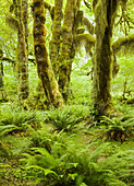 Hall of Mosses, Hoh Rainforest, Olympic National Park, Washington, USA