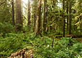 Hoh Rainforest, Olympic National Park, Washington, USA