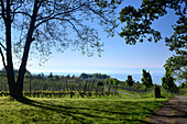 In the wine fields nearMeersburg at Lake Constance, Baden-Wurttemberg, Germany