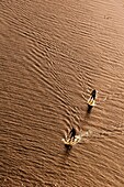 Two paddle boarders paddle their way in golden light on Lake Ontario, Canada