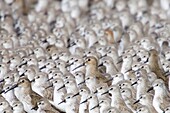 Flock of Western Sandpipers huddled togetherwith a few Willets. USA.