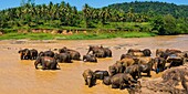 Pinnawala Elephant Orphanage, elephants in the Maha Oya River near Kegalle in the Hill Country of Sri Lanka, Asia.