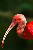 Eudocimus ruber. Portrait of a scarlet ibis. French Guiana.