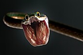 'Leptophis ahaetulla. Vine snake (parrot snake). This diurnal colubrid adopts threatening postures, body in ''''''''s'''''''' and opens his mouth disproportionately, when he is alarmed. Aglyphous, so non-venomous, he occasionally bites , but without conse