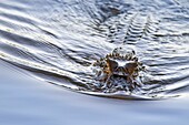 Melanosuchus niger. Black caiman in the Kaw river. French Guiana.