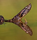 Bothrops atrox. Common fer de lance in the water. French Guiana.