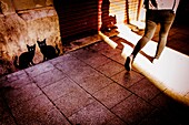 Graffiti with two cats contemplating the passersby on a street in Valencia, Valencian Comunity, Spain.