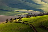 Spring afternoon in South Downs National Park, East Sussex, England.