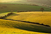 Winter morning in the South Downs National Park near Brighton, East Sussex, England.