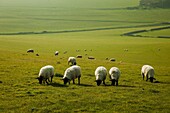 Sheep grazing on a spring day in South Downs National Park, Sussex, England.
