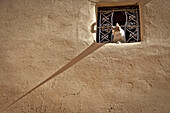 Cat in a window of a house of the Medina of Meknes, Morocco, North Africa.