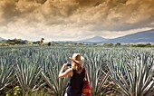 Agave fields in tequila región. Jalisco