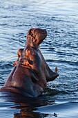 hipoo in zambezi river. victoria falls.