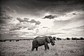 elephant in masai mara national park.