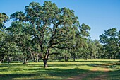 Majestic oaks highlight a California landscape.