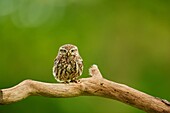 Little Owl, Athene noctua, Worcestershire, England, UK.
