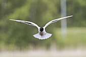 Little gull, Larus minutus hovering.