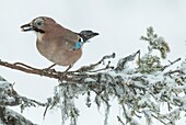 Eurasian jay sitting in a snowy spruce with a peanut in his beak, Gällivare, Swedish lapland.