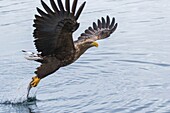 White-tailed eagle, Haliaeetus albicilla, grabbing fish, wings are spread, Andenes, Norway.
