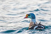 Male King eider, Somateria spectabilis, swimming in Atlantic ocean outside Andenes, Norway and turning his head towards camera.