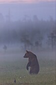 Brown bear, Ursus arctos standing in fog among cottongrass, Kuhmo, Finland.