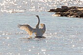 Whooper swan, Cygnus cygnus, standing up in the water and flapping his wings, bright sunshine making reflections in the water, Gällivare, Swedish Lapland, Sweden.